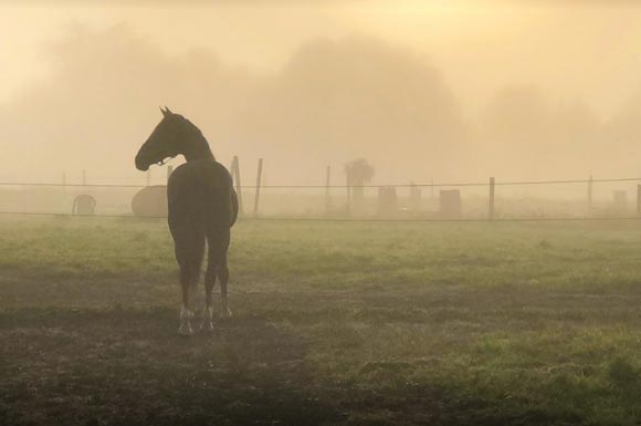 Large grass paddocks at Cookstown horse boarding facility